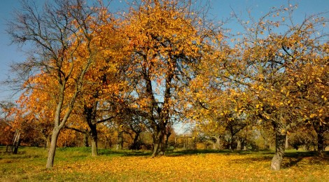 Herbst